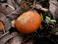 Hygrophorus leporinus